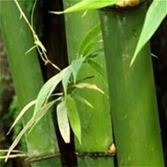 Бамбук - волшебное растение